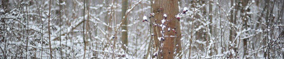 Kőszeghegyalja Vendégház